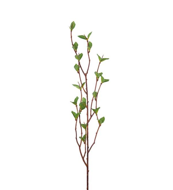 Björkkvist 50cm