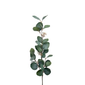 Eucalyptus med Bär
