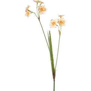 Narciss Orange 55cm