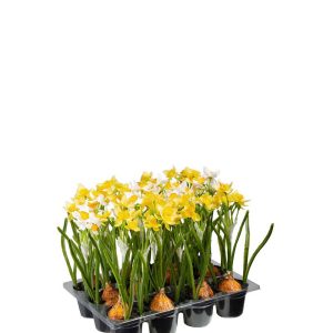 Narciss Mix 22cm