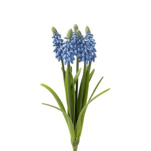 Pärlhyacint 30cm