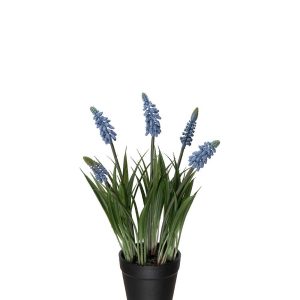 Pärlhyacint med kruka 28cm