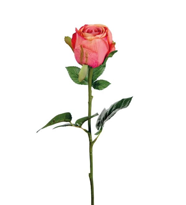 Ros Rosa/Aprikos 50cm