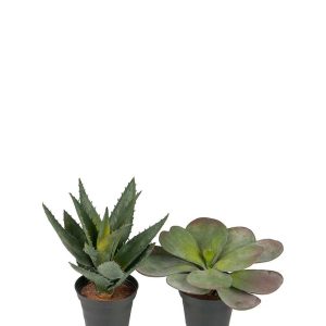 Succulent Mix